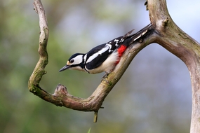 站在树上的大斑啄木鸟图片